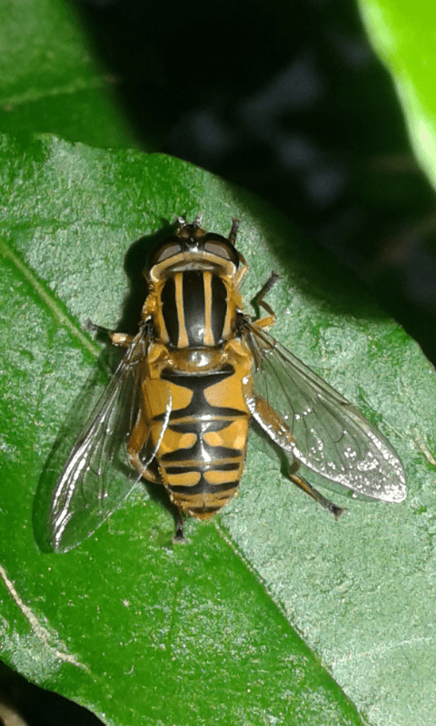 Syrphidae : Helophilus pendulus? S